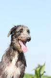 DEERHOUND 007
